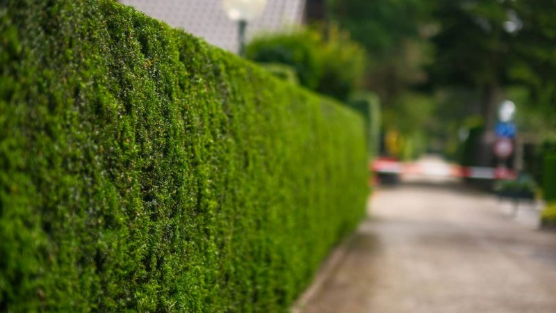 lebende-hecke-als-sichtschutz